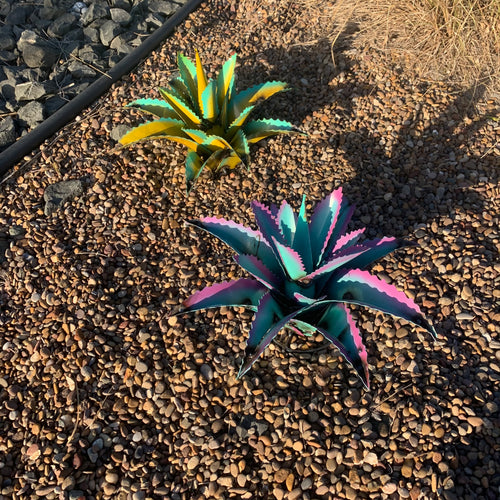 10” Colorful Metal Agave Garden Sculpture – Southwestern Yard Art
